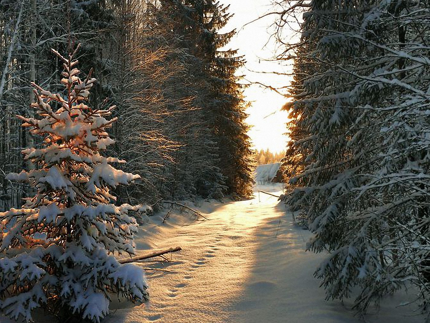 Обои снег, дерево, зима, луч, snow, tree, winter, ray разрешение 2560x1600 Загрузить