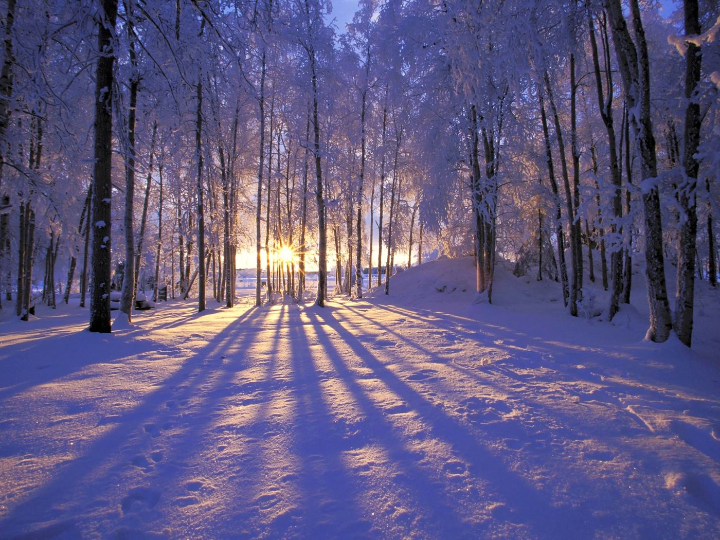 Обои солнце, снег, лес, зима, иней, деревья. лучи, the sun, snow, forest, winter, frost, trees. rays разрешение 1999x1333 Загрузить