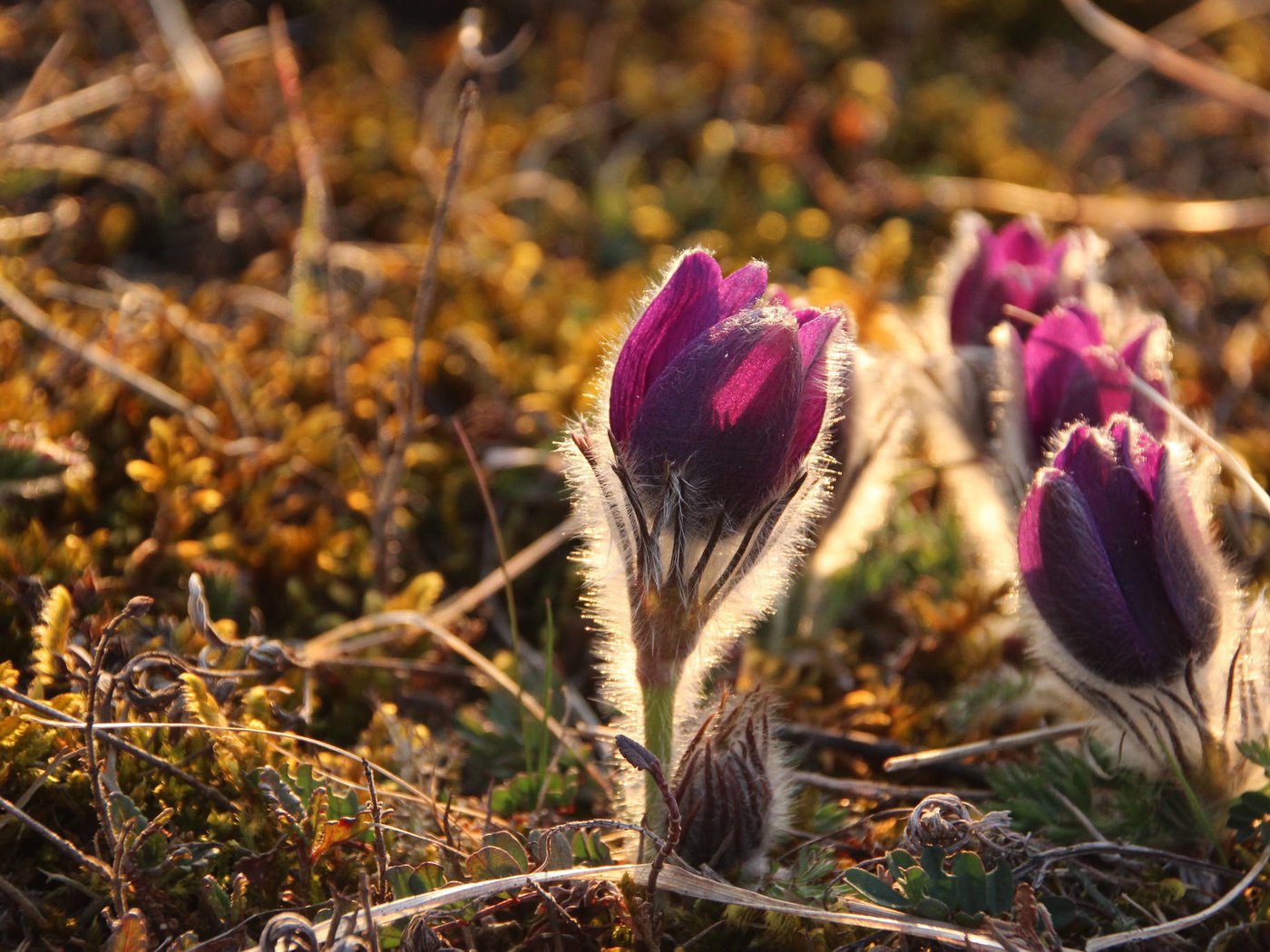 Обои цветы, природа, весна, сон-трава, прострел, heike beudert, pulsatilla, flowers, nature, spring, sleep-grass, cross разрешение 2048x1365 Загрузить