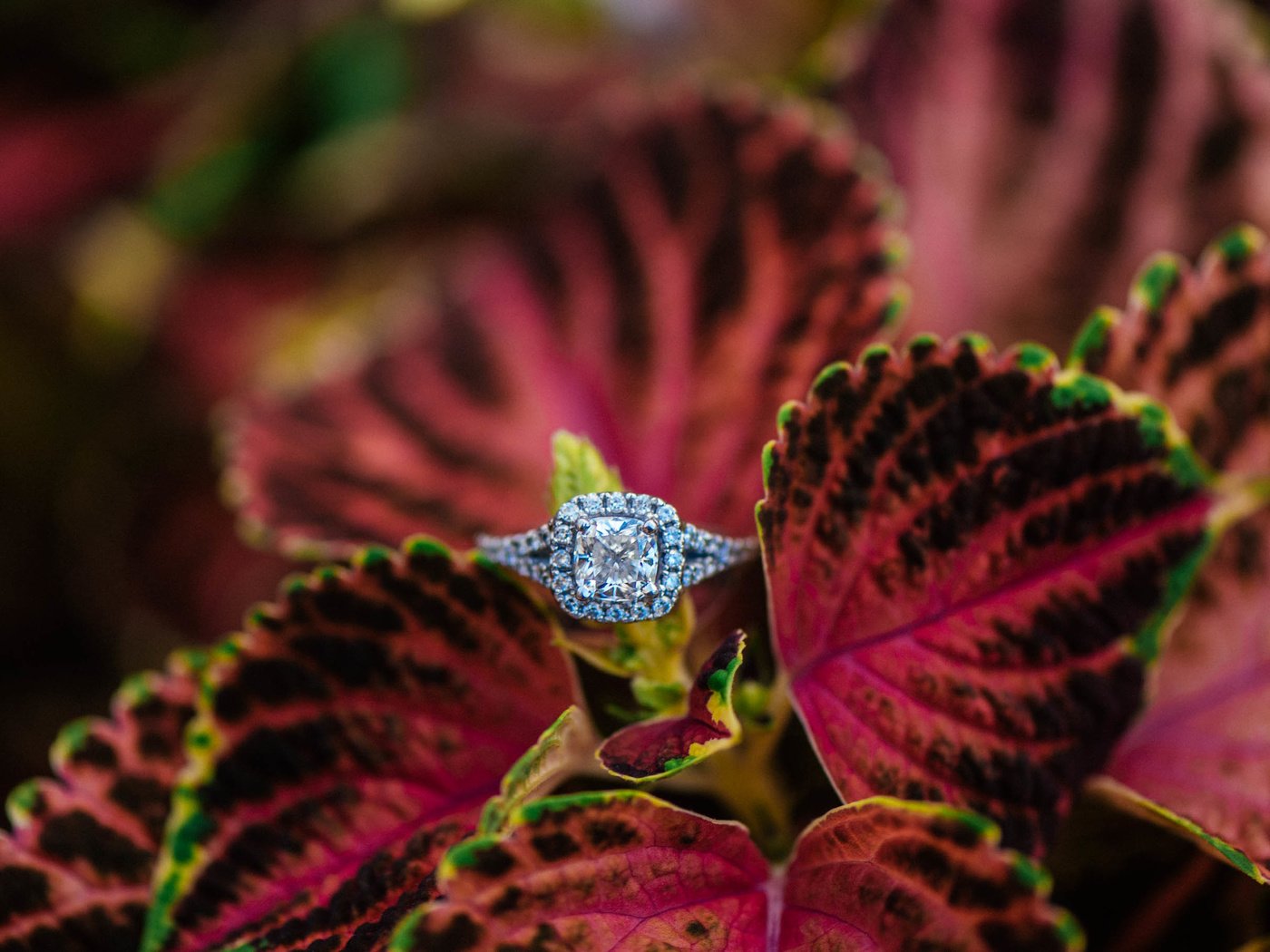 Обои лепестки, камень, кольцо, обручальное, petals, stone, ring, wedding разрешение 2736x1826 Загрузить