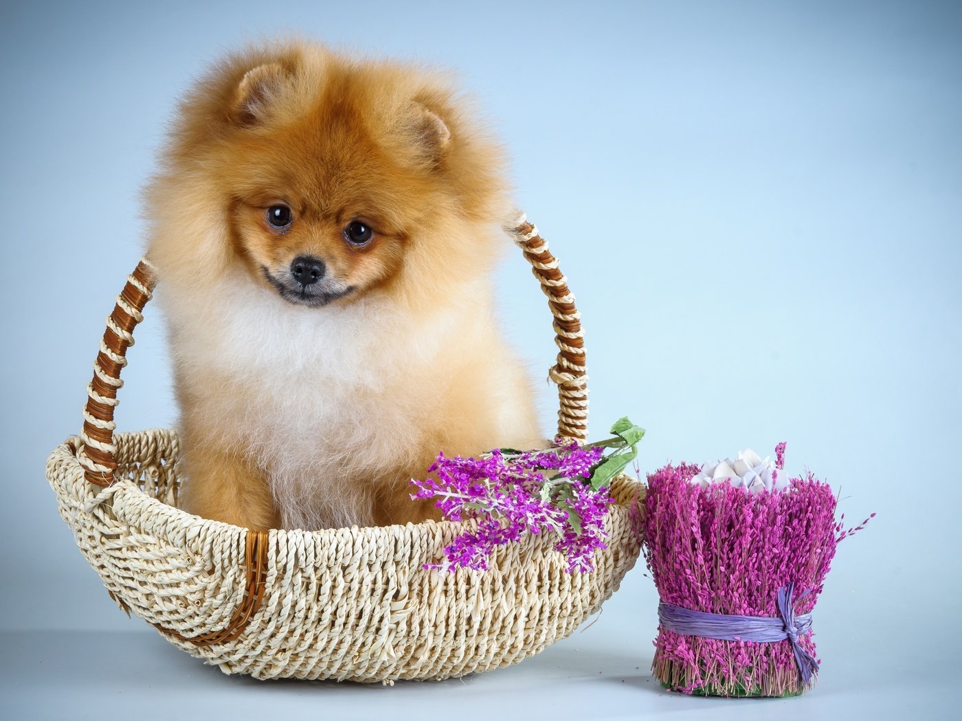 Обои цветы, щенок, шпиц, flowers, puppy, spitz разрешение 2800x1895 Загрузить