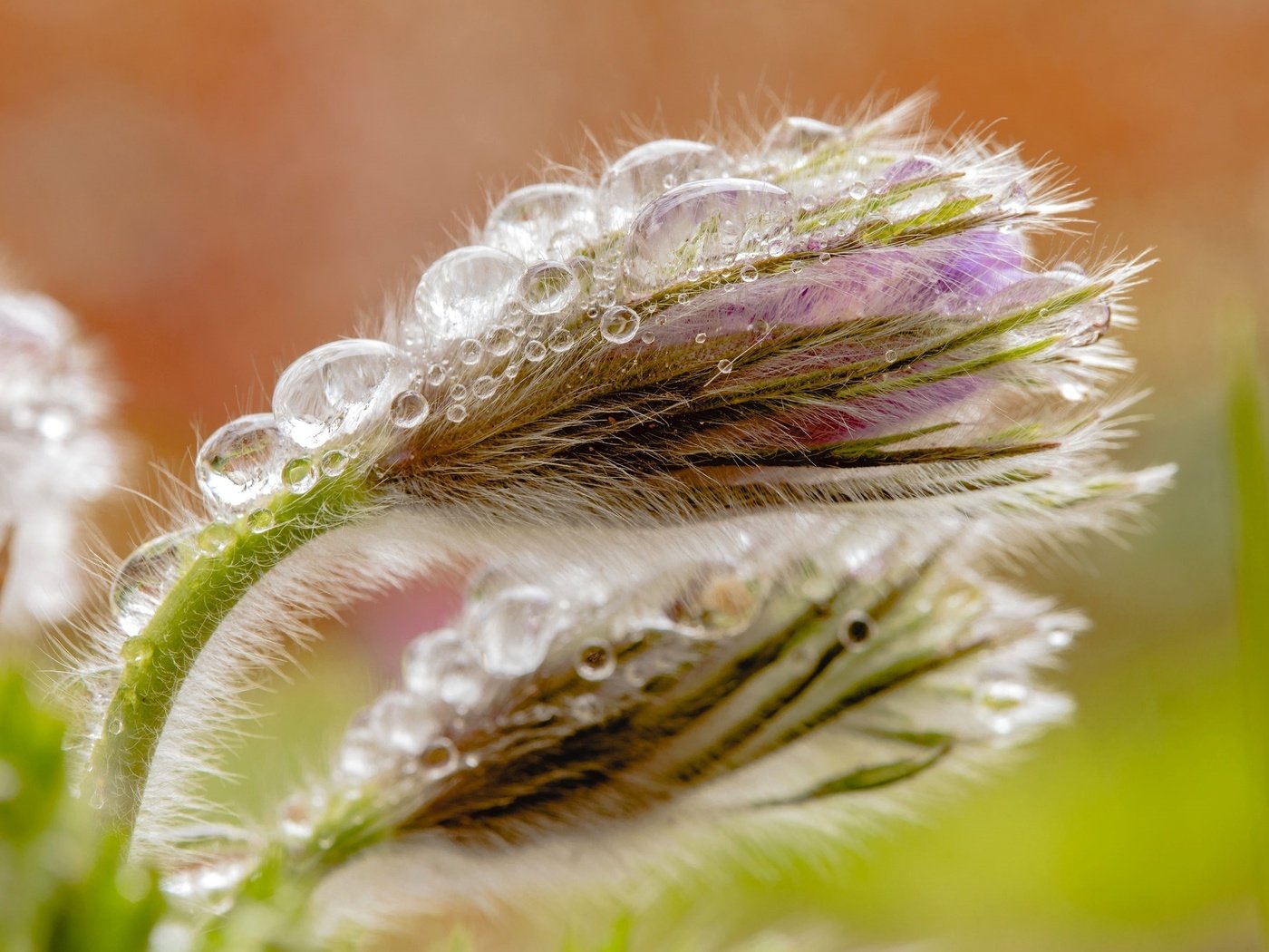 Обои макро, капли, бутон, весна, анемон, сон-трава, прострел, macro, drops, bud, spring, anemone, sleep-grass, cross разрешение 2048x1330 Загрузить