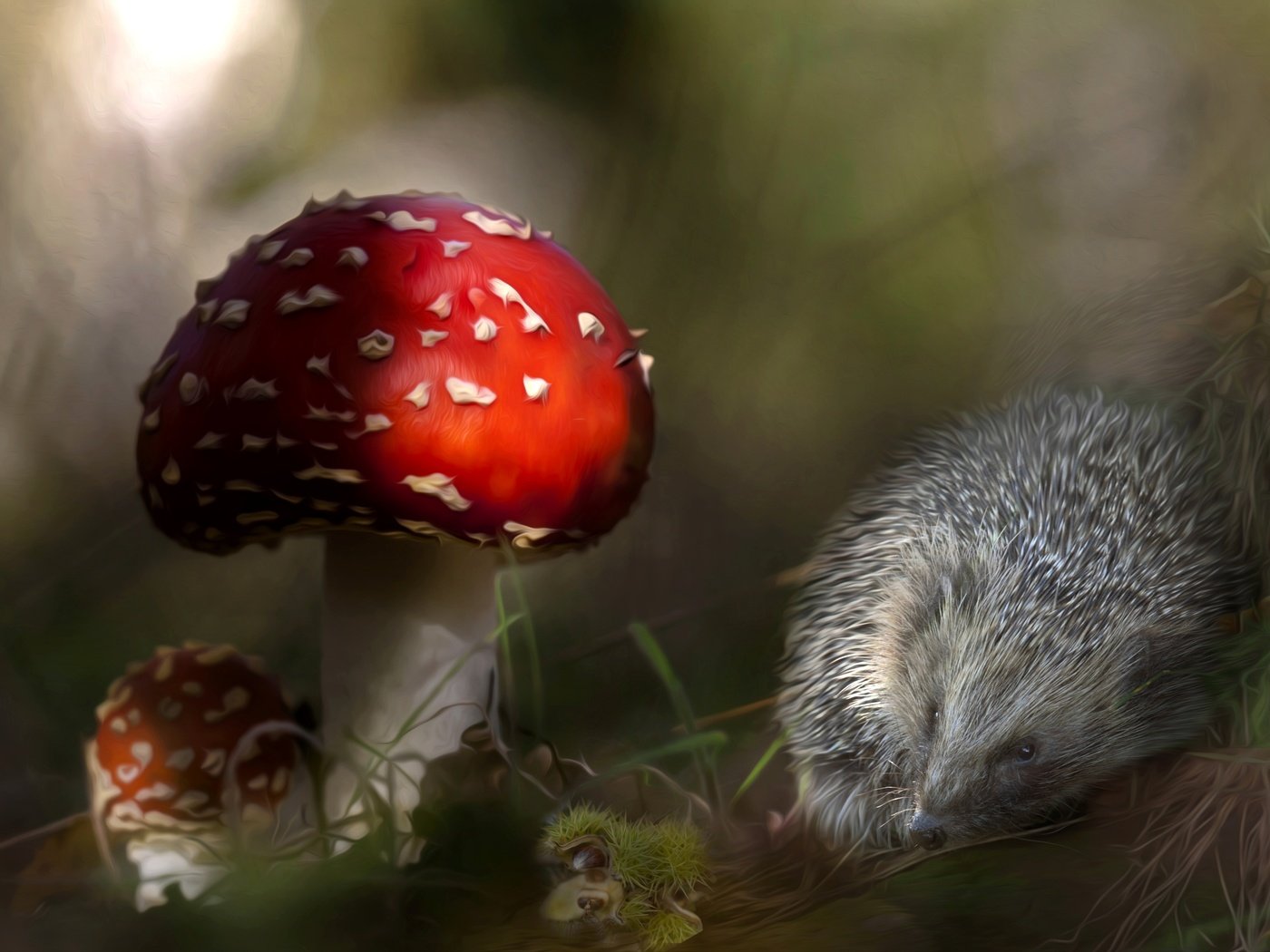 Обои грибы, колючки, ежик, мухомор, еж, mushrooms, barb, hedgehog, mushroom разрешение 3600x2312 Загрузить