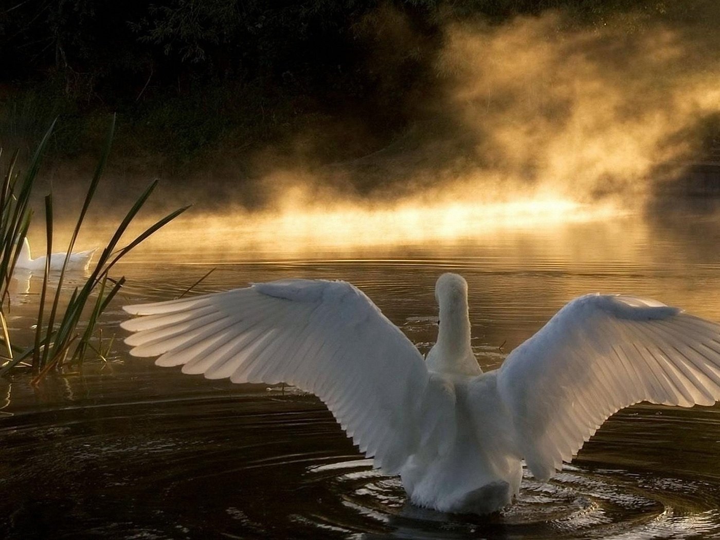 Обои озеро, природа, лебедь, lake, nature, swan разрешение 2560x1600 Загрузить