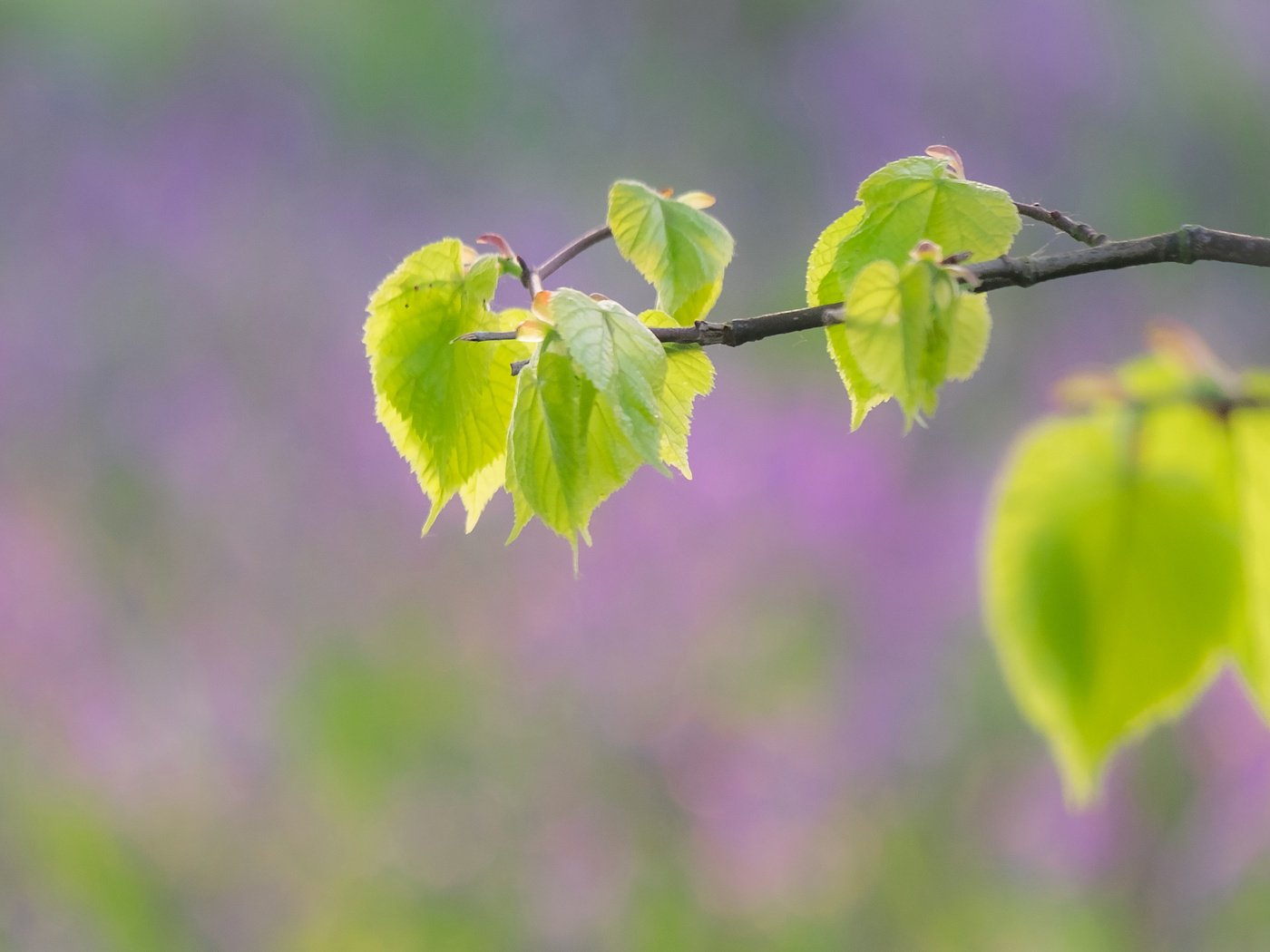 Обои ветка, дерево, листья, макро, branch, tree, leaves, macro разрешение 3474x2272 Загрузить