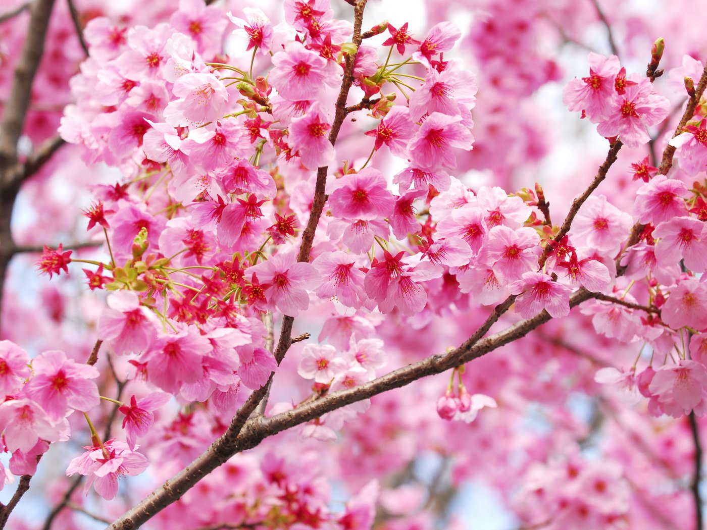 Обои цветение, ветки, весна, сакура, blossom, весенние, flowering trees, flowering, branches, spring, sakura разрешение 3700x2477 Загрузить