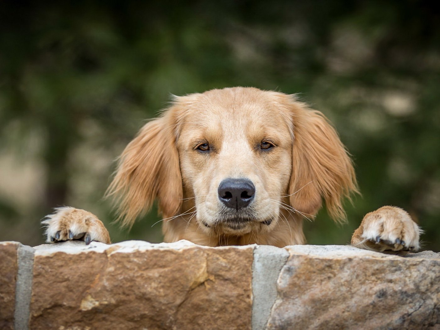 Обои камни, мордочка, взгляд, стена, собака, друг, stones, muzzle, look, wall, dog, each разрешение 1920x1080 Загрузить