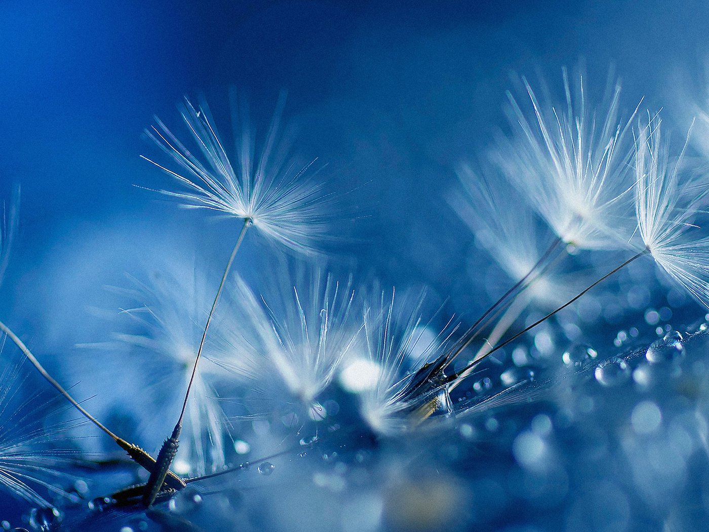 Обои природа, макро, капли, пушинки, blue drops, nature, macro, drops, fuzzes разрешение 1920x1200 Загрузить