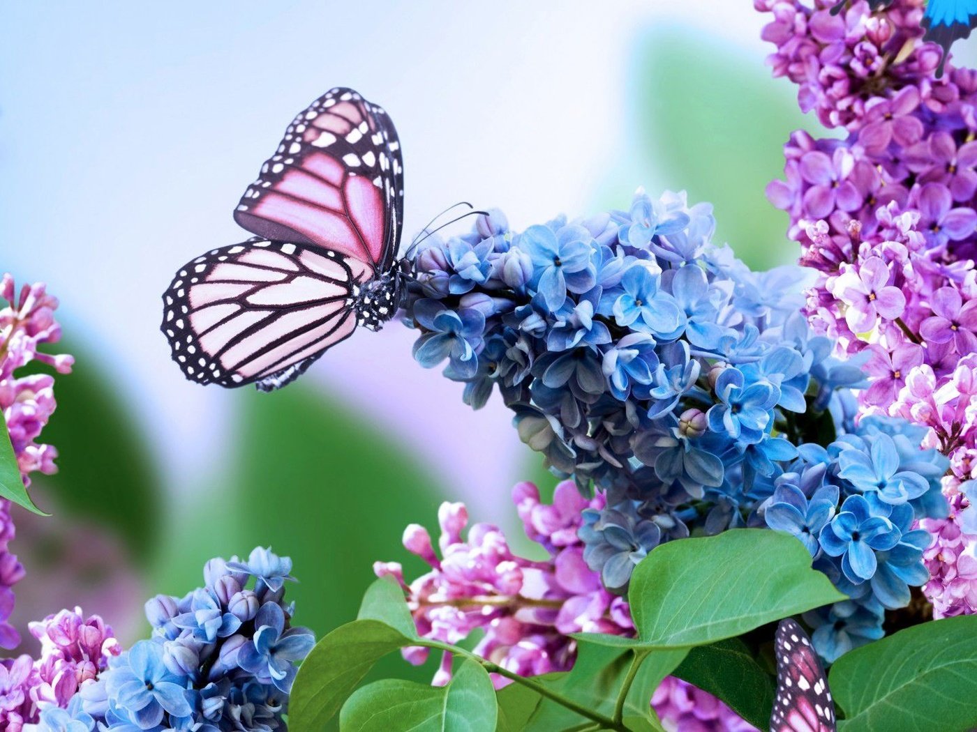 Обои цветы, насекомое, бабочка, сирень, flowers, insect, butterfly, lilac разрешение 1920x1080 Загрузить