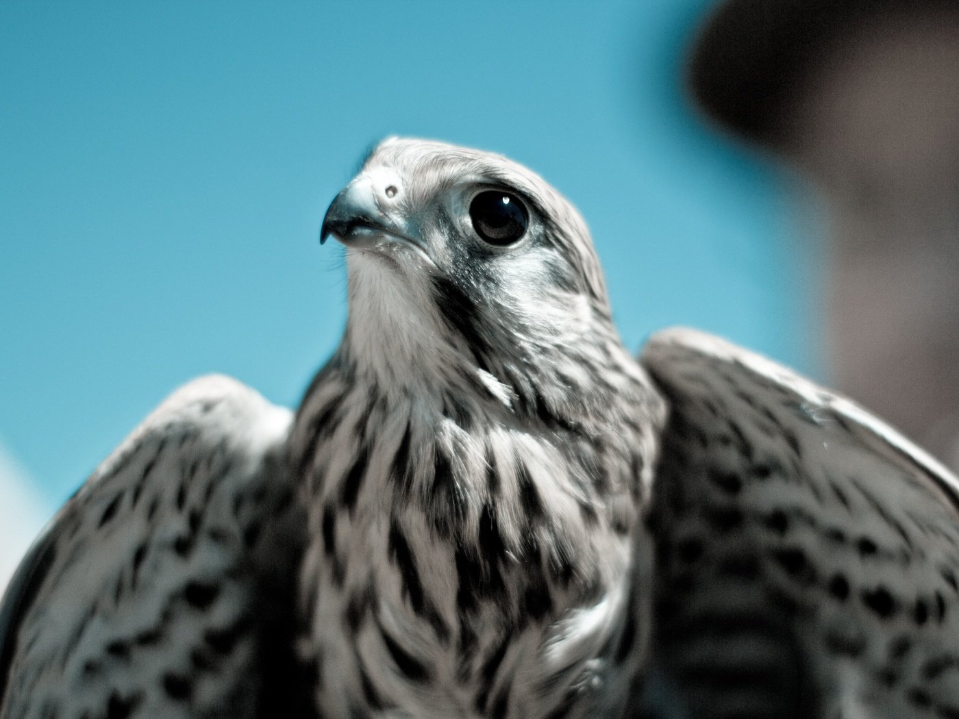 Обои небо, хищник, птица, клюв, перья, сокол, кречет, the sky, predator, bird, beak, feathers, falcon, merlin разрешение 5184x3456 Загрузить