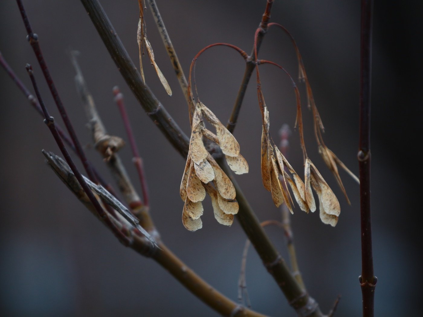 Обои природа, листья, фон, ветки, сухие листья, nature, leaves, background, branches, dry leaves разрешение 1920x1280 Загрузить