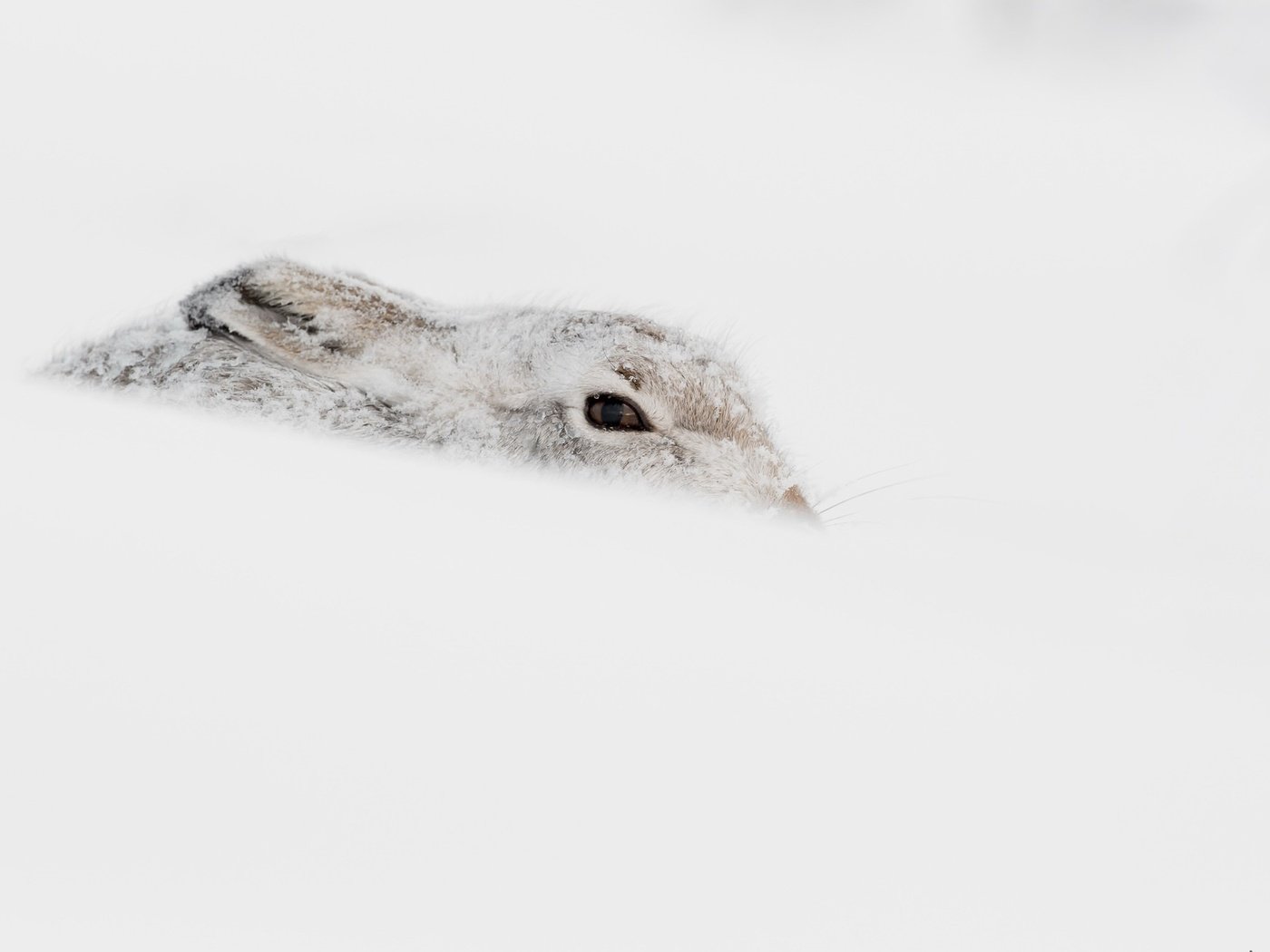 Обои снег, зима, животное, заяц, snow, winter, animal, hare разрешение 2048x1310 Загрузить