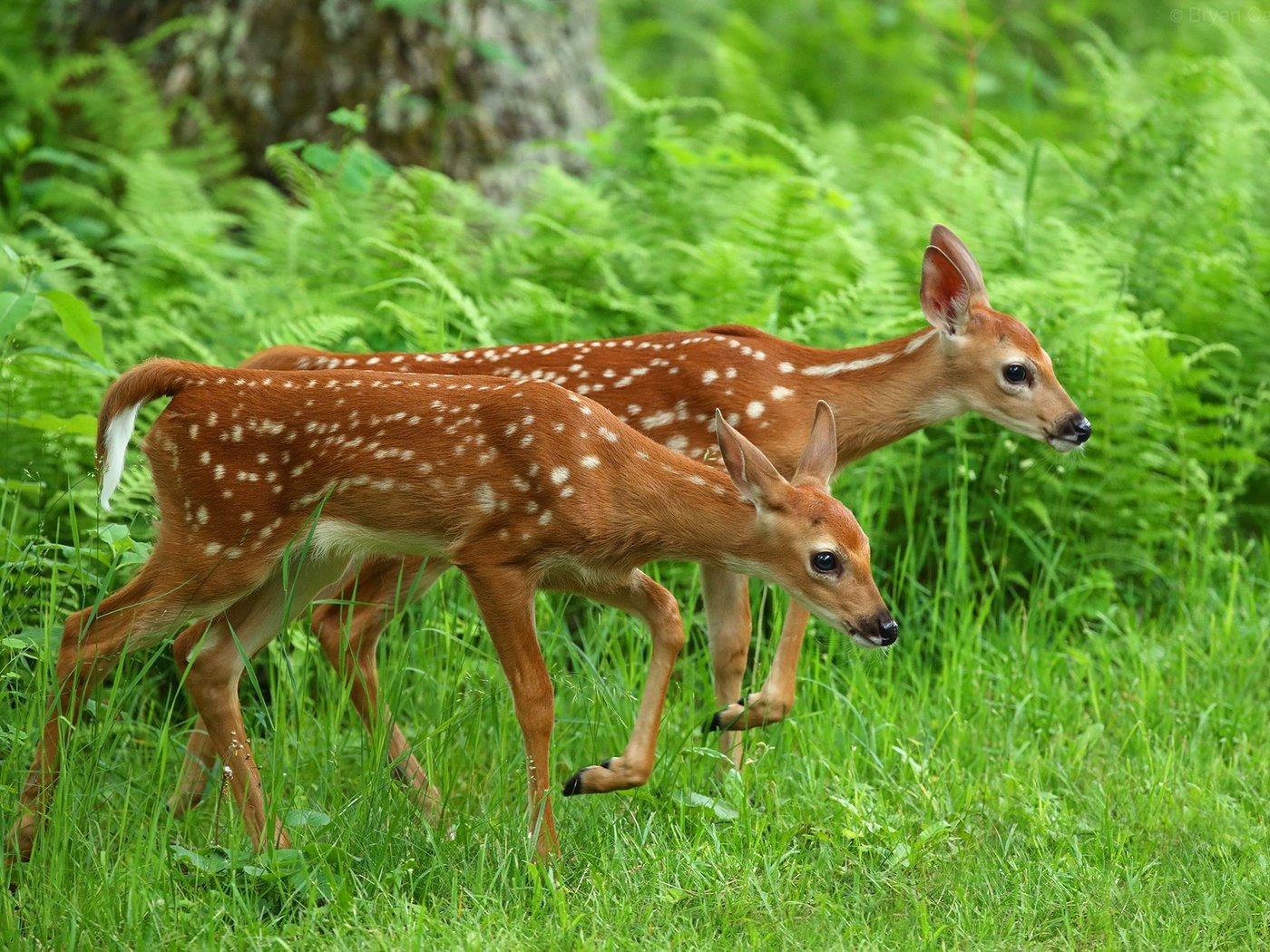 Обои трава, олень, животные, олени, папоротник, оленята, grass, deer, animals, fern, fawns разрешение 2048x1365 Загрузить