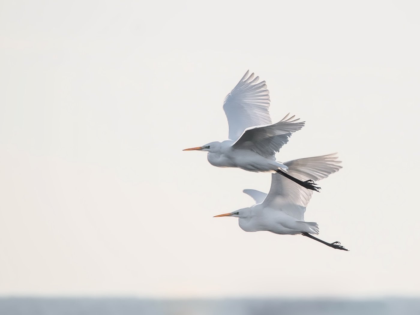 Обои небо, полет, крылья, птицы, цапля, the sky, flight, wings, birds, heron разрешение 2500x1669 Загрузить