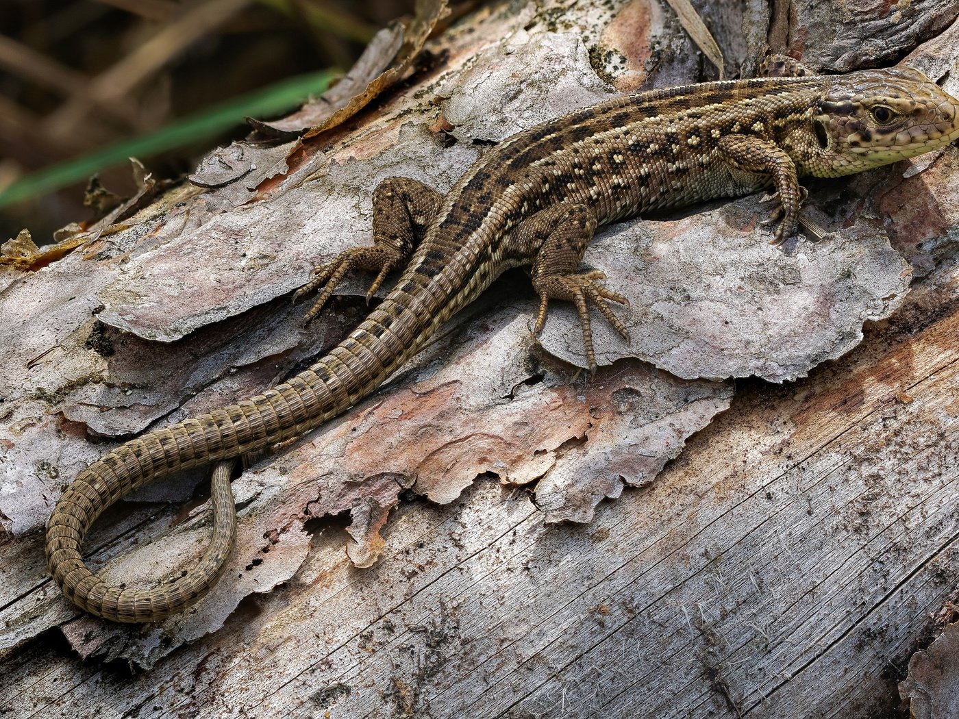 Обои природа, фон, ящерица, рептилия, пресмыкающееся, andré de kesel, lacerta agilis, nature, background, lizard, reptile разрешение 2048x1365 Загрузить