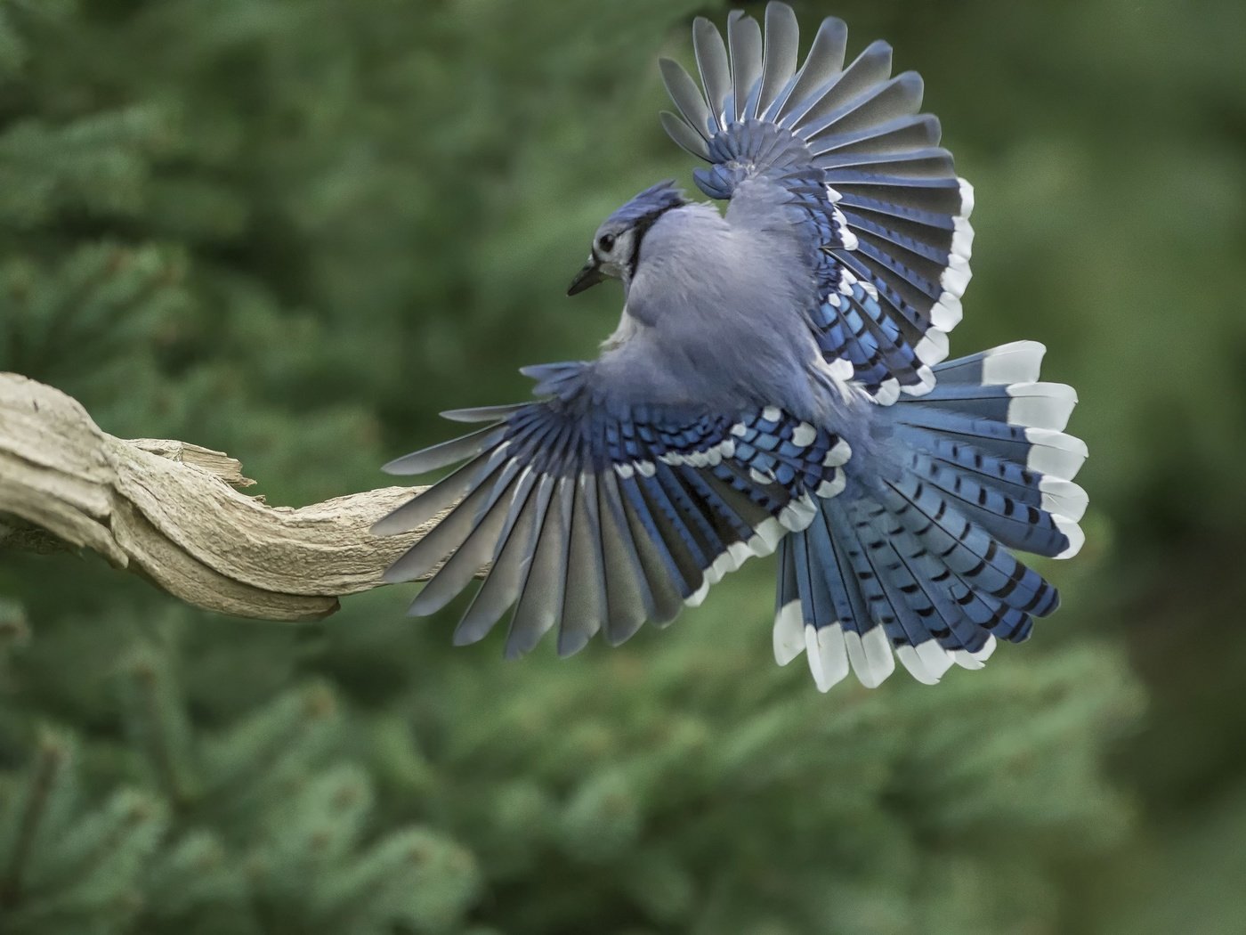 Обои крылья, птица, перья, коряга, хвост, голубая сойка, wings, bird, feathers, snag, tail, blue jay разрешение 2048x1365 Загрузить