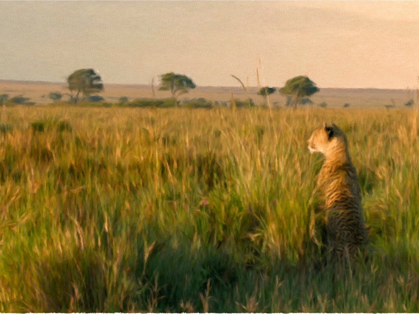 Обои трава, природа, животное, лев, львица, дикая кошка, grass, nature, animal, leo, lioness, wild cat разрешение 2260x1271 Загрузить