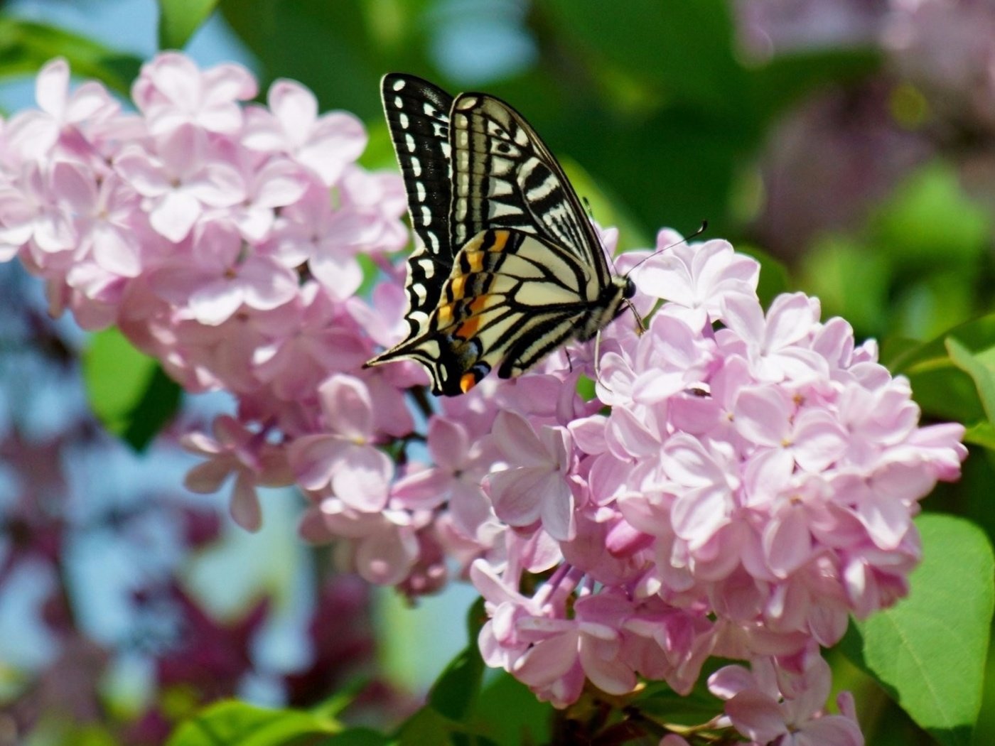 Обои насекомое, бабочка, крылья, сирень, махаон, insect, butterfly, wings, lilac, swallowtail разрешение 3840x2160 Загрузить