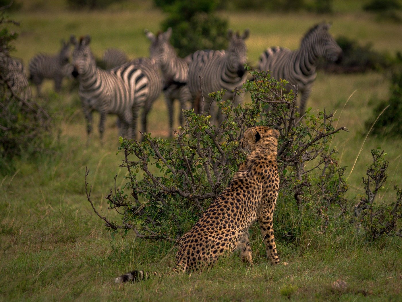 Обои кусты, африка, охота, гепард, дикая кошка, наблюдение, кения, зебры, the bushes, africa, hunting, cheetah, wild cat, observation, kenya, zebra разрешение 4045x2697 Загрузить