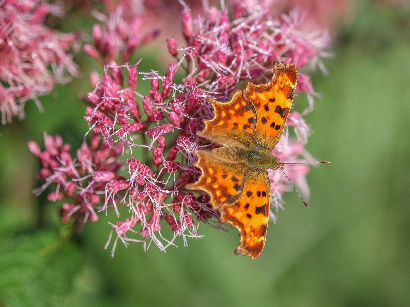 Обои цветы, насекомое, бабочка, крылья, flowers, insect, butterfly, wings разрешение 4896x2760 Загрузить