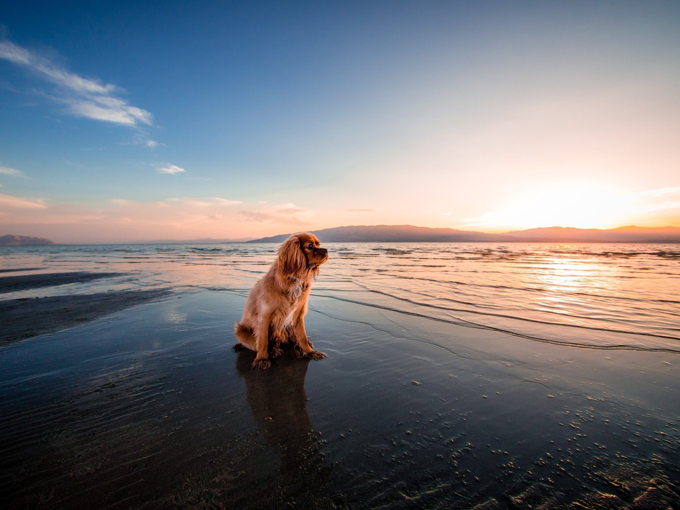 Обои закат, море, пляж, собака, сумерки, кокер-спаниель, берег., sunset, sea, beach, dog, twilight, cocker spaniel, shore. разрешение 5160x3440 Загрузить