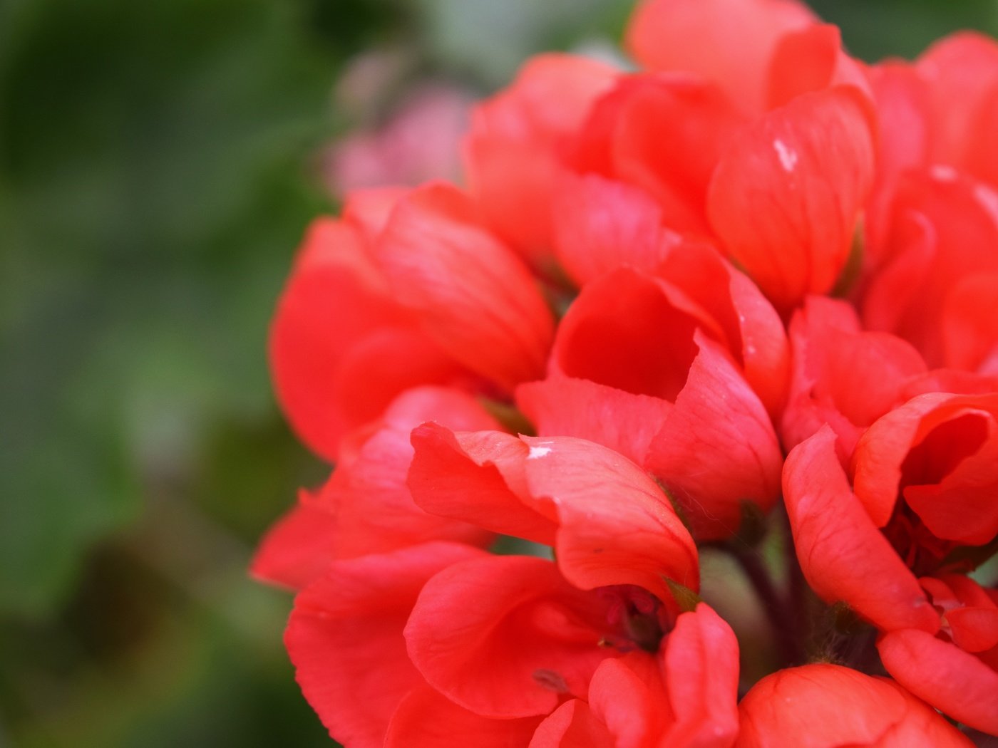 Обои цветок, лето, лепестки, красный, герань, flower, summer, petals, red, geranium разрешение 6000x4000 Загрузить