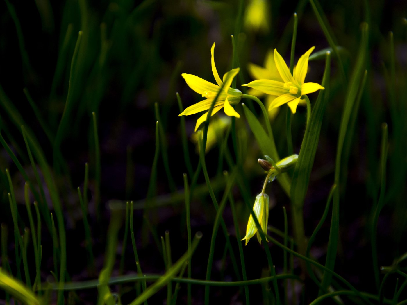 Обои трава, лепестки,  цветы, желтые цветы, гусиный лук, gagea), gagea, grass, petals, flowers, yellow flowers, goose onions разрешение 4288x2848 Загрузить