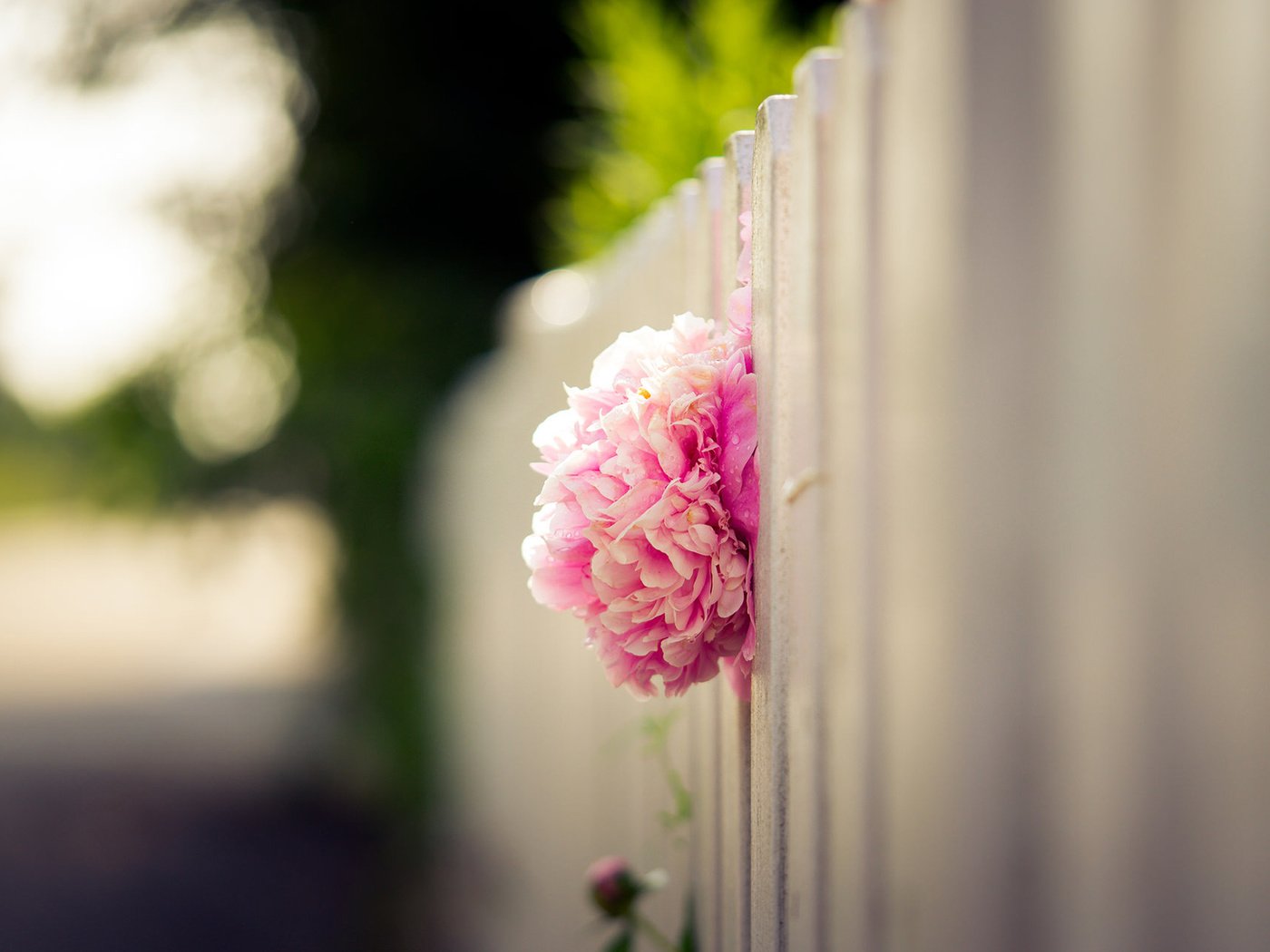 Обои цветок, лепестки, забор, размытость, бутон, розовый, пион, flower, petals, the fence, blur, bud, pink, peony разрешение 1920x1200 Загрузить