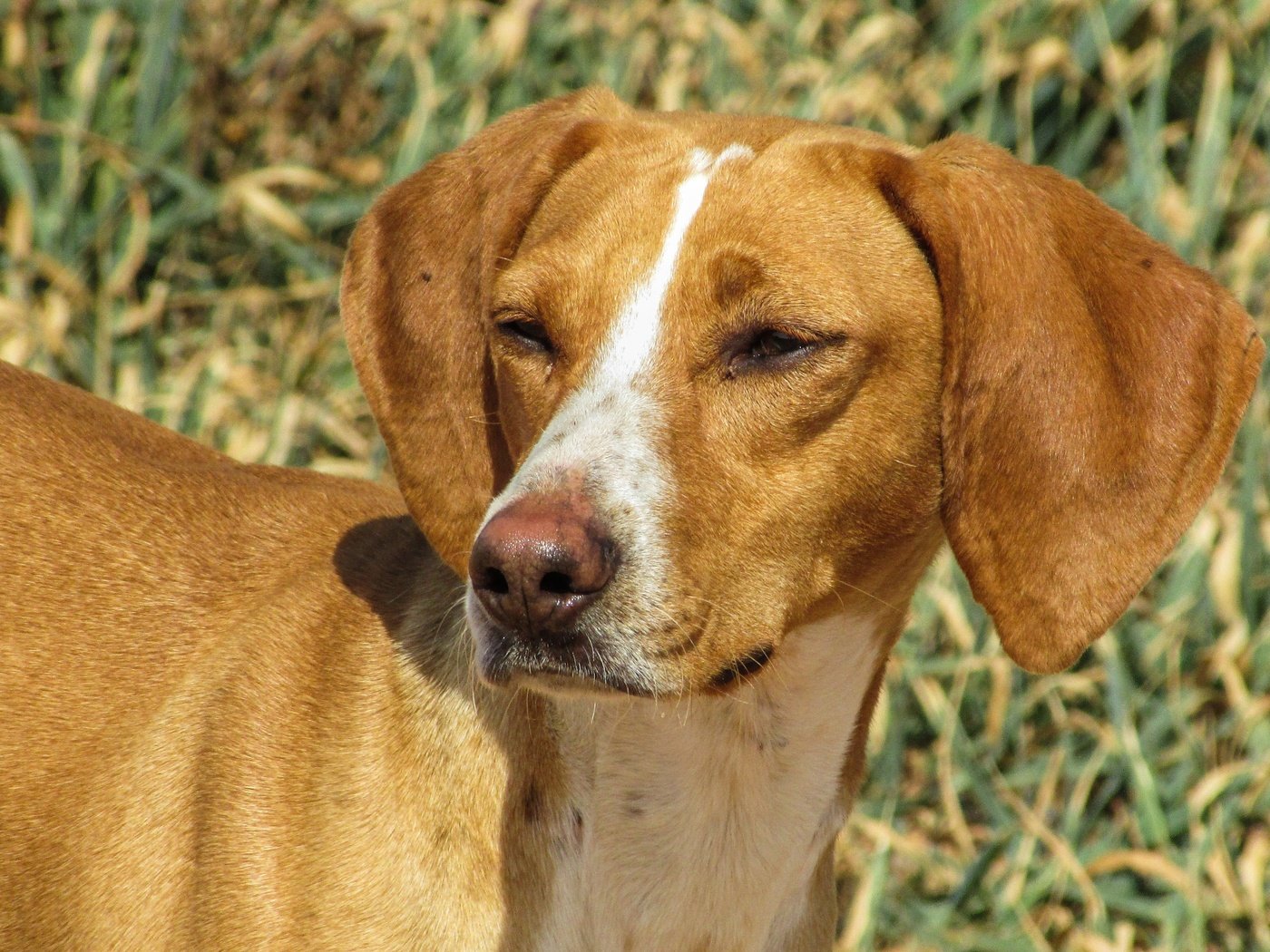 Обои глаза, трава, взгляд, собака, венгерская выжла, eyes, grass, look, dog, vizsla разрешение 4608x2592 Загрузить