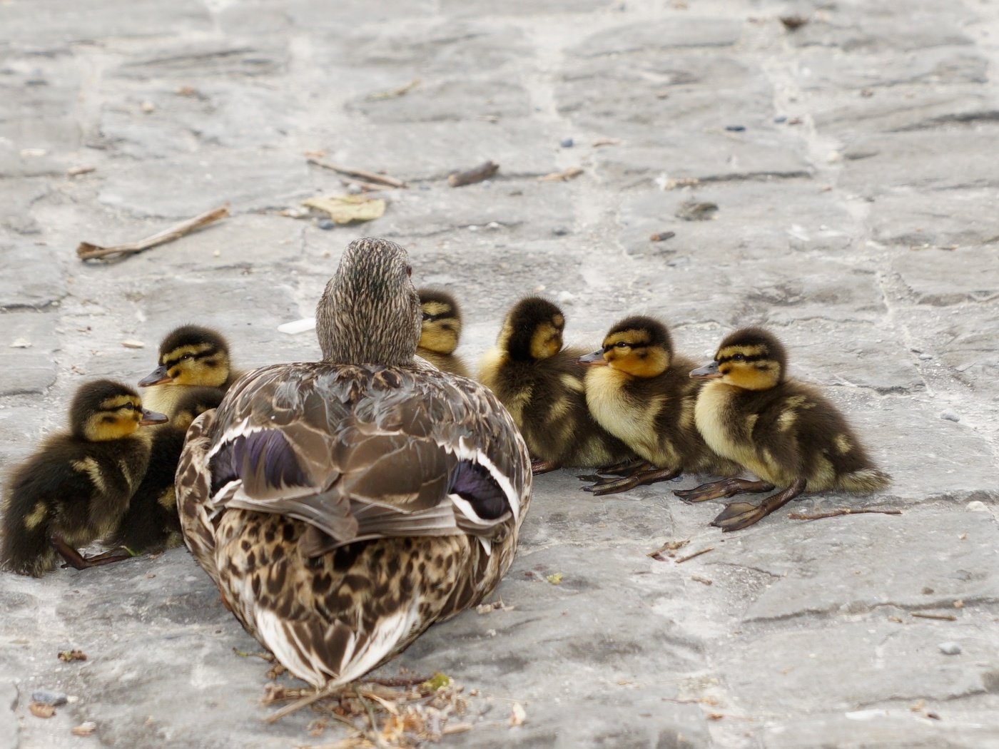 Обои птицы, утята, утки, утка, птенцы, кряква, birds, ducklings, duck, chicks, mallard разрешение 3008x1692 Загрузить