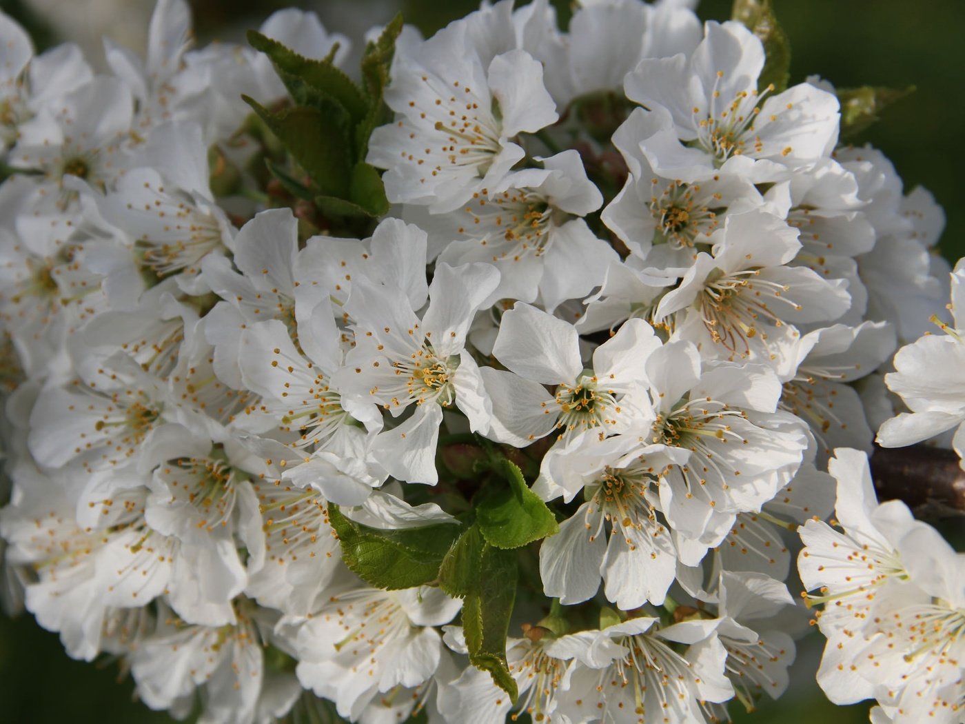 Обои цветы, ветка, цветение, листья, черешня, весна, flowers, branch, flowering, leaves, cherry, spring разрешение 2048x1365 Загрузить