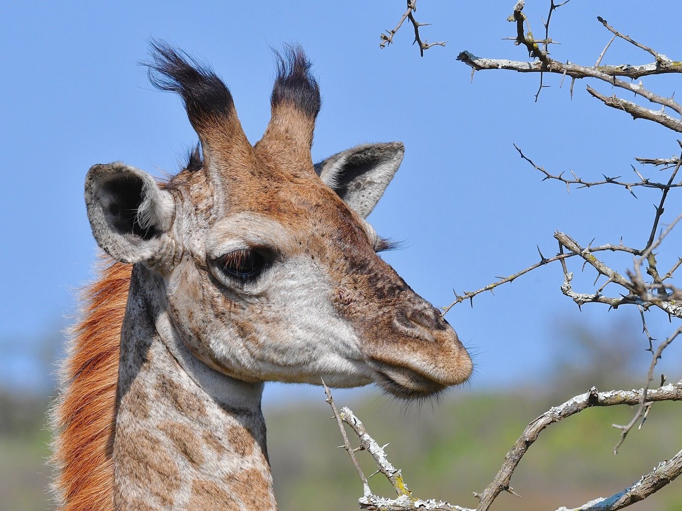 Обои морда, ветки, колючки, животное, жираф, рожки, face, branches, barb, animal, giraffe, horns разрешение 4669x3113 Загрузить