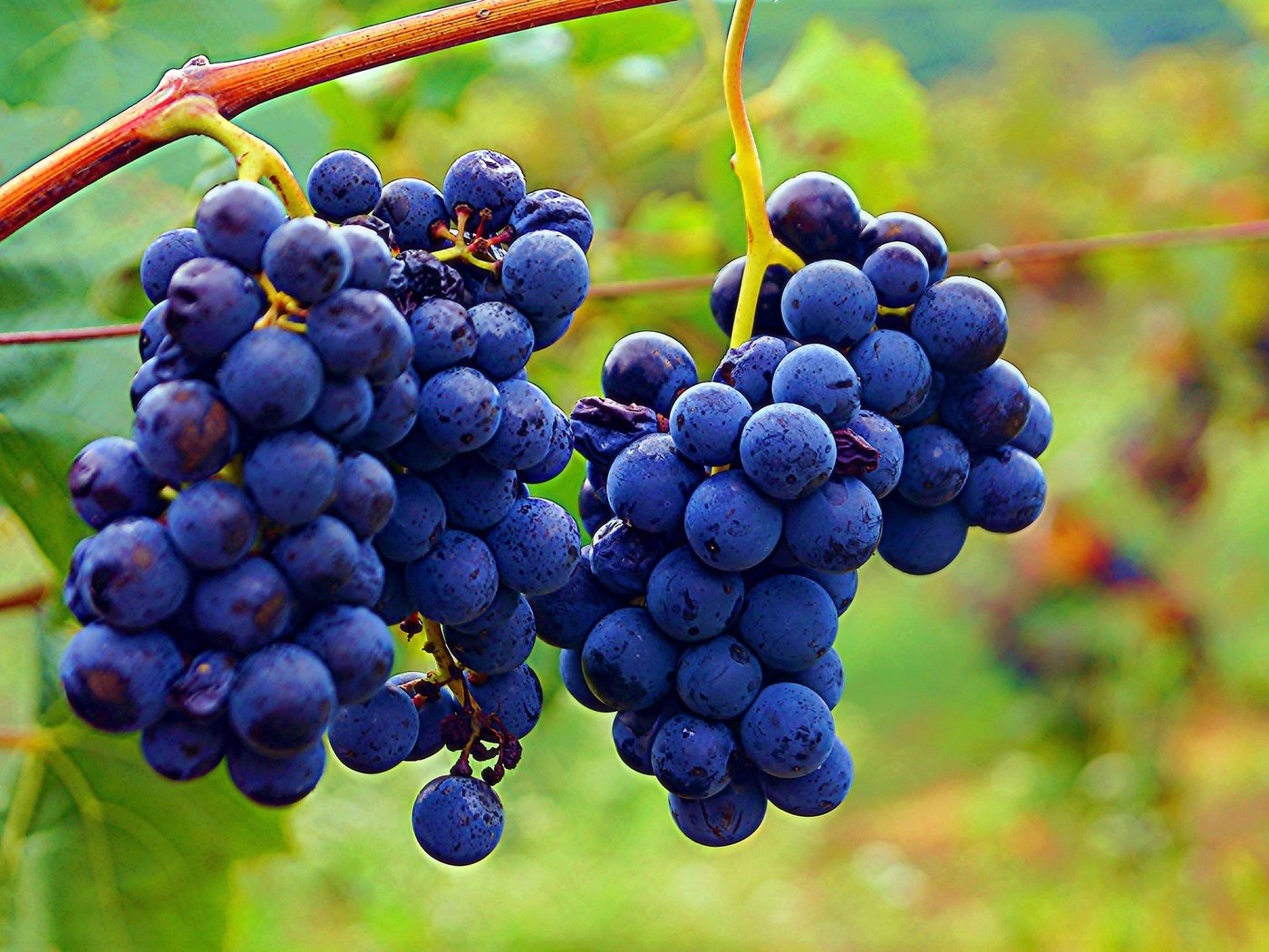 Обои листья, виноград, ягоды, грозди, leaves, grapes, berries, bunches разрешение 2048x1363 Загрузить