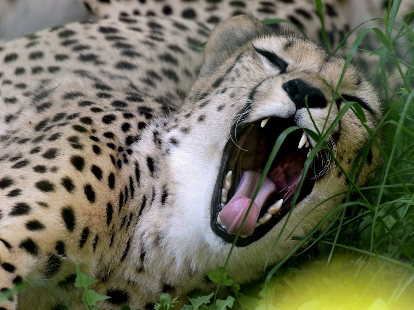 Обои морда, трава, взгляд, хищник, пасть, гепард, зевает, дикая кошка, face, grass, look, predator, mouth, cheetah, yawns, wild cat разрешение 5568x3712 Загрузить