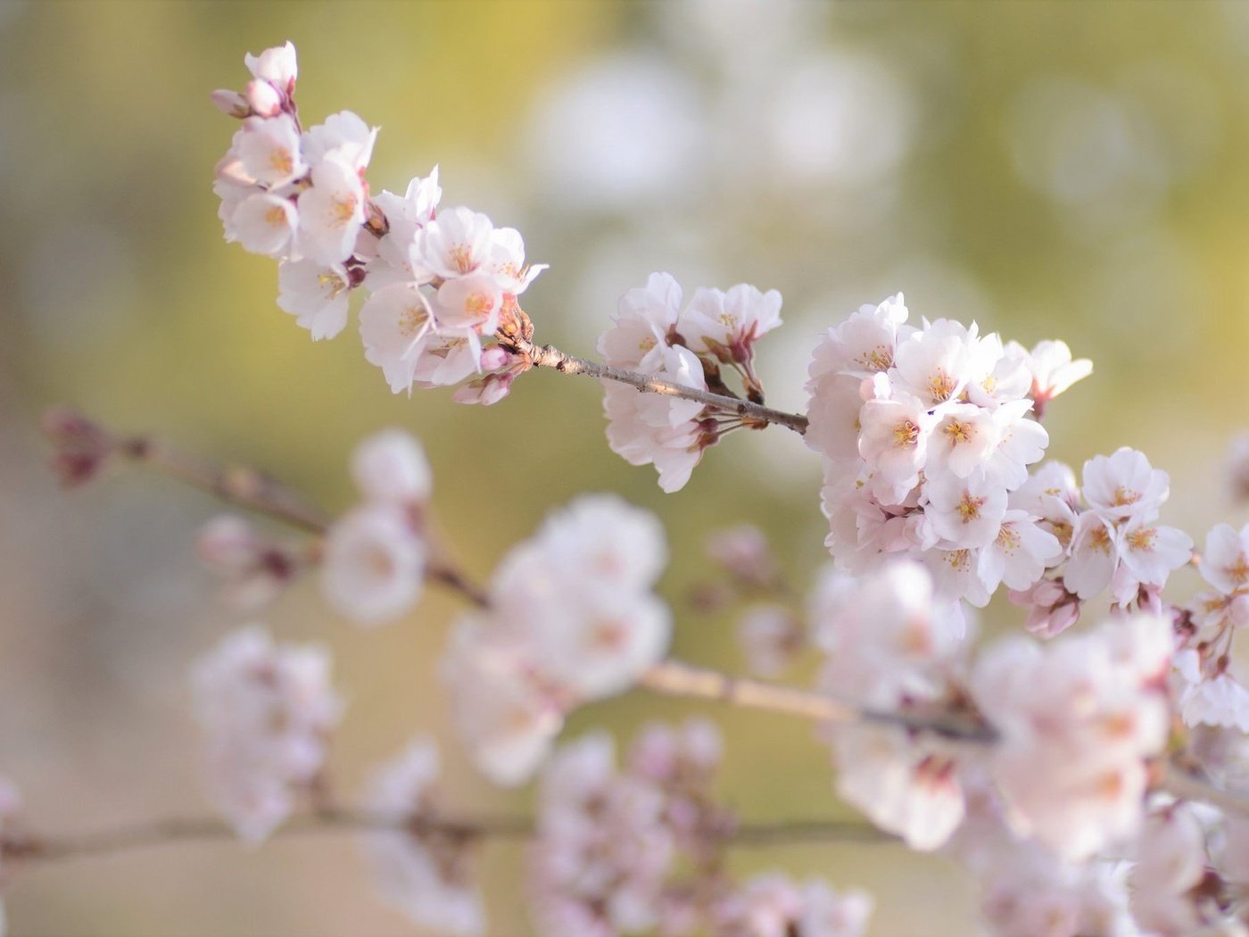 Обои цветение, ветки, размытость, весна, сакура, flowering, branches, blur, spring, sakura разрешение 2048x1356 Загрузить