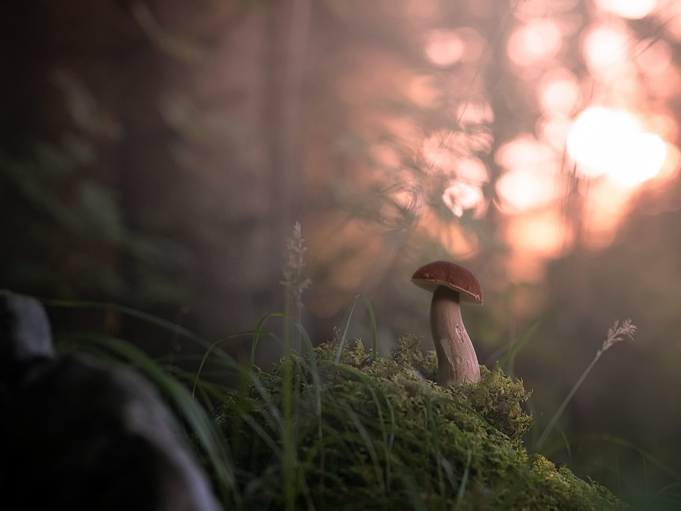 Обои трава, лес, туман, размытость, гриб, grass, forest, fog, blur, mushroom разрешение 2560x1774 Загрузить