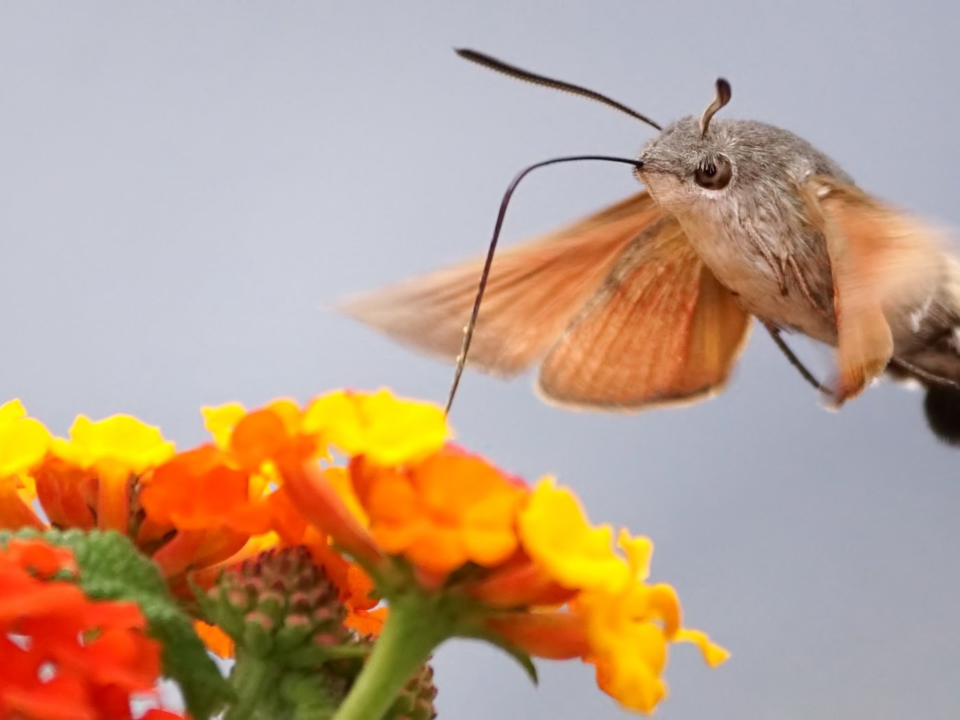 Обои цветы, макро, бабочка, мотылек, flowers, macro, butterfly, moth разрешение 1920x1080 Загрузить