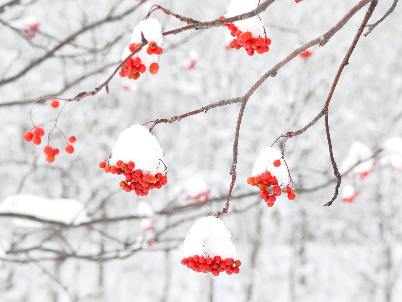 Обои снег, зима, макро, ветки, ягоды, рябина, snow, winter, macro, branches, berries, rowan разрешение 1920x1200 Загрузить