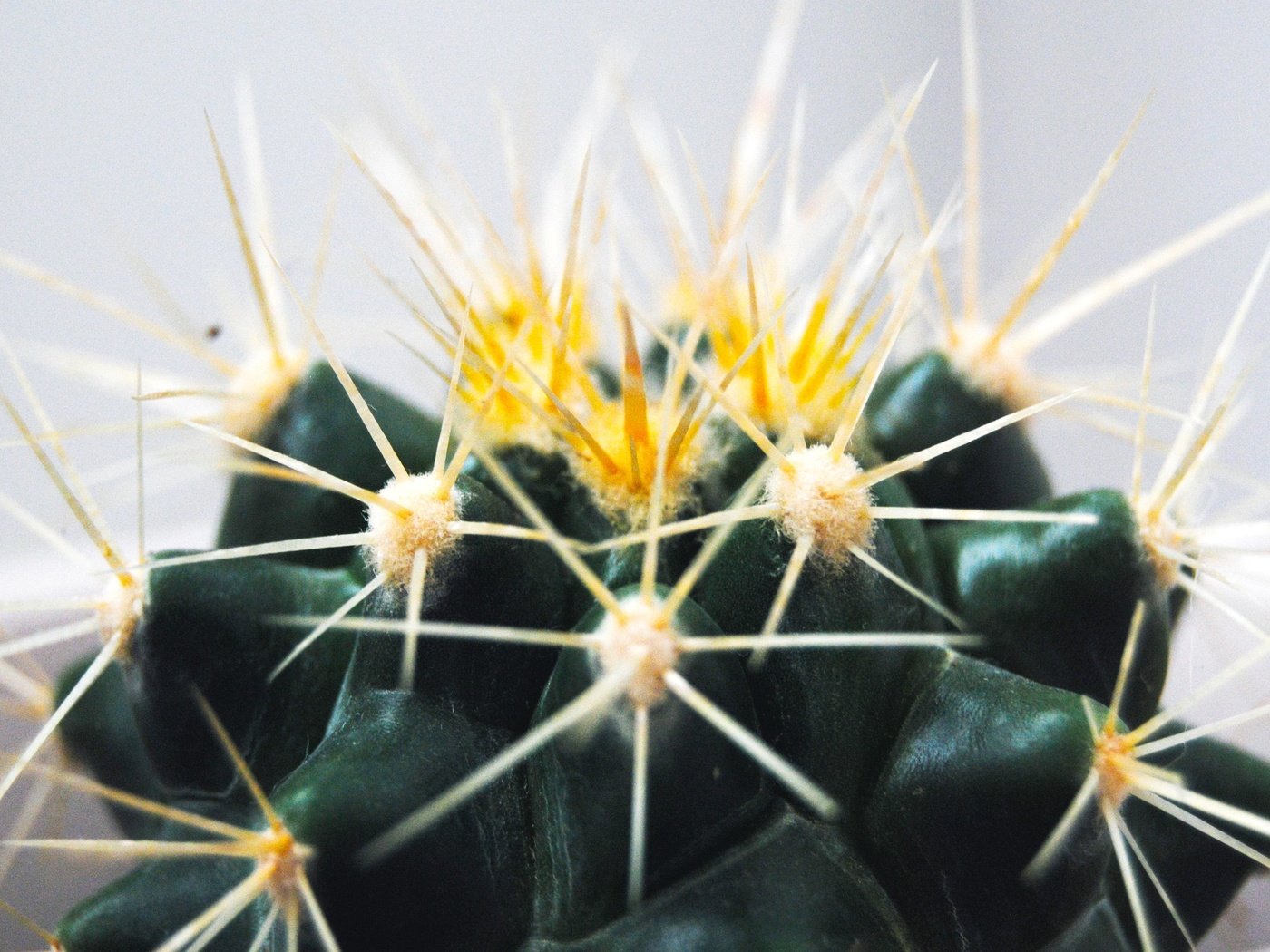 Обои макро, цветок, колючки, шипы, кактус, macro, flower, barb, spikes, cactus разрешение 3809x2550 Загрузить