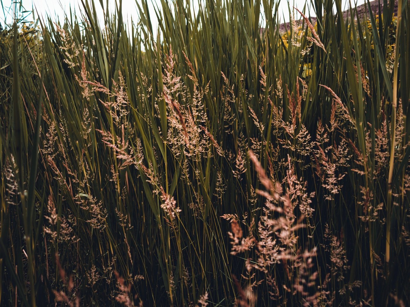 Обои трава, природа, растения, колоски, заросли, grass, nature, plants, spikelets, thickets разрешение 6000x4000 Загрузить