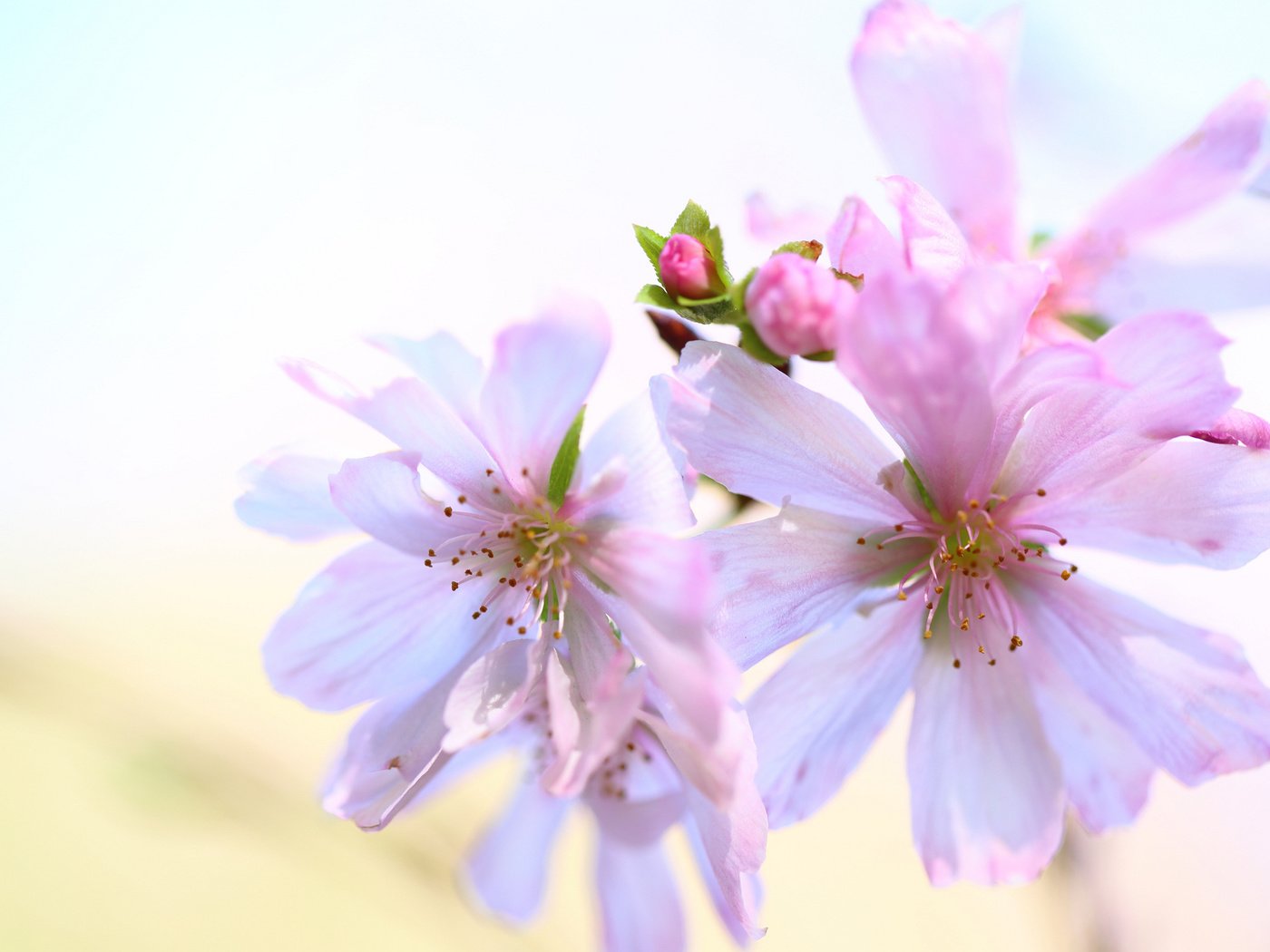 Обои цветы, цветение, бутоны, фон, весна, flowers, flowering, buds, background, spring разрешение 2048x1365 Загрузить