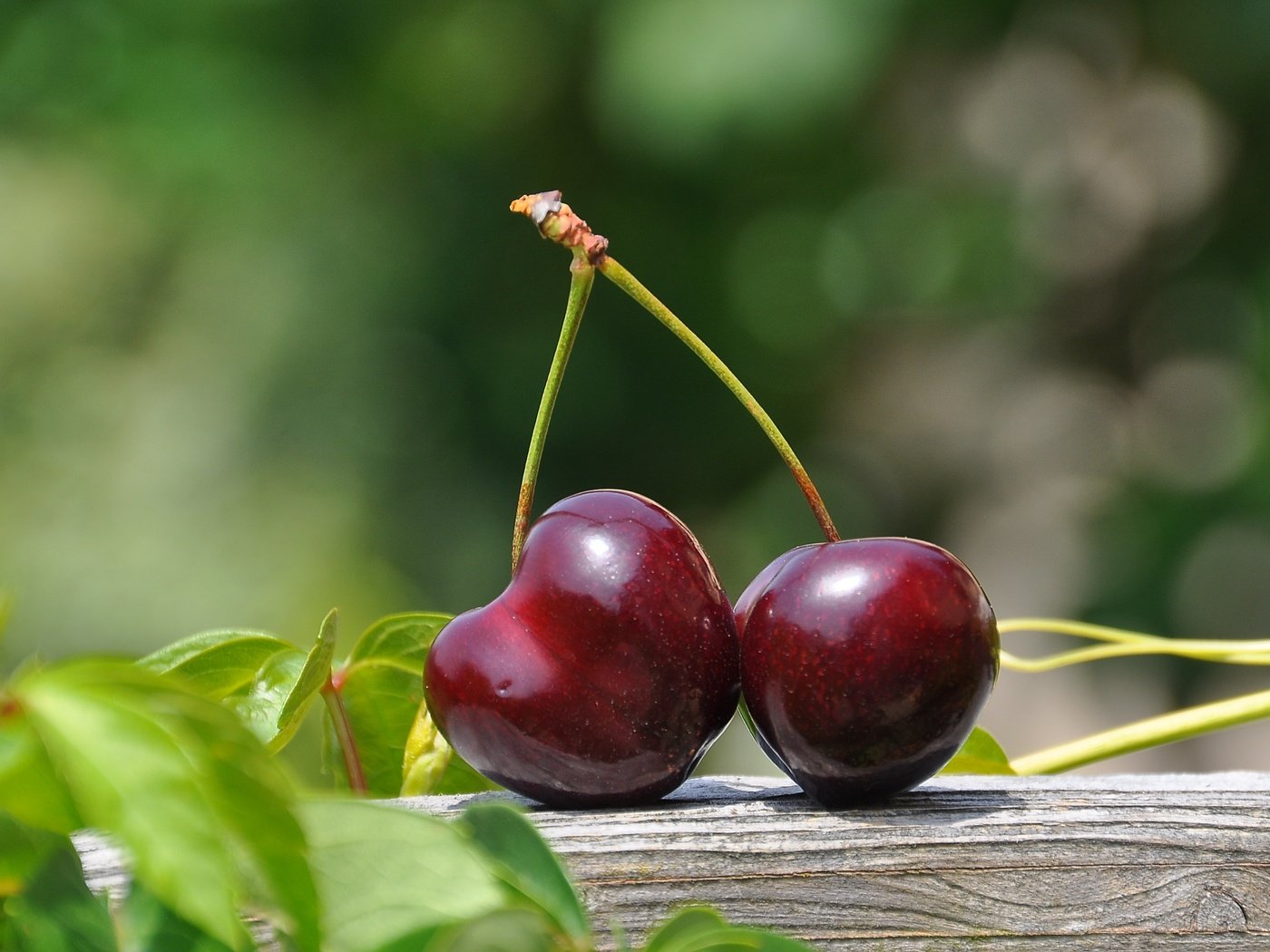 Обои листья, черешня, ягоды, вишня, leaves, cherry, berries разрешение 3216x2136 Загрузить