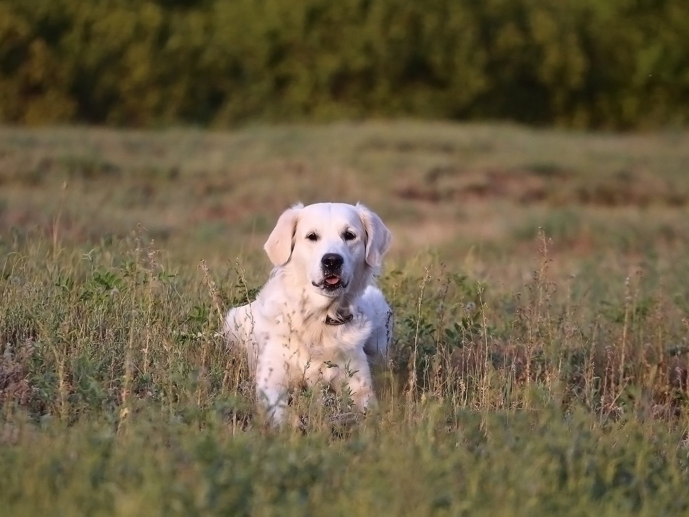 Обои трава, мордочка, взгляд, собака, золотистый ретривер, grass, muzzle, look, dog, golden retriever разрешение 1920x1280 Загрузить