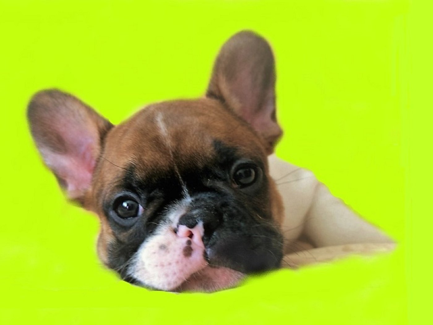 Обои французский бульдог, french bulldog разрешение 3000x1860 Загрузить