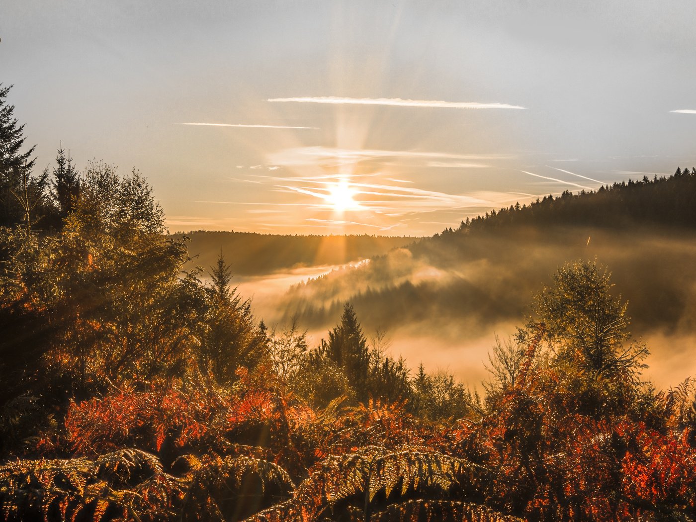 Обои небо, деревья, лес, закат, осень, солнечные лучи, the sky, trees, forest, sunset, autumn, the sun's rays разрешение 5050x2915 Загрузить