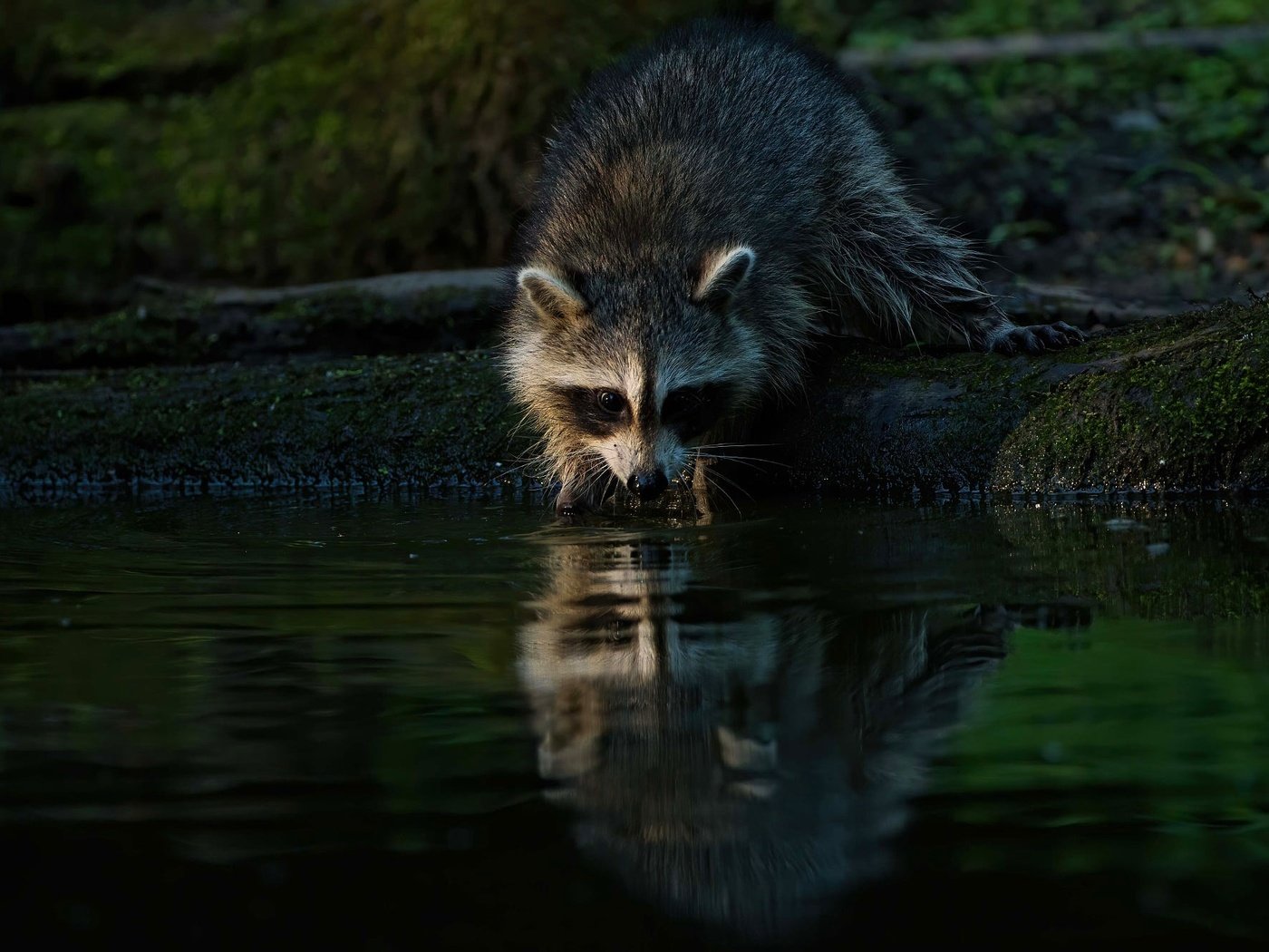 Обои берег, отражение, водоем, бревно, енот, shore, reflection, pond, log, raccoon разрешение 2000x1334 Загрузить