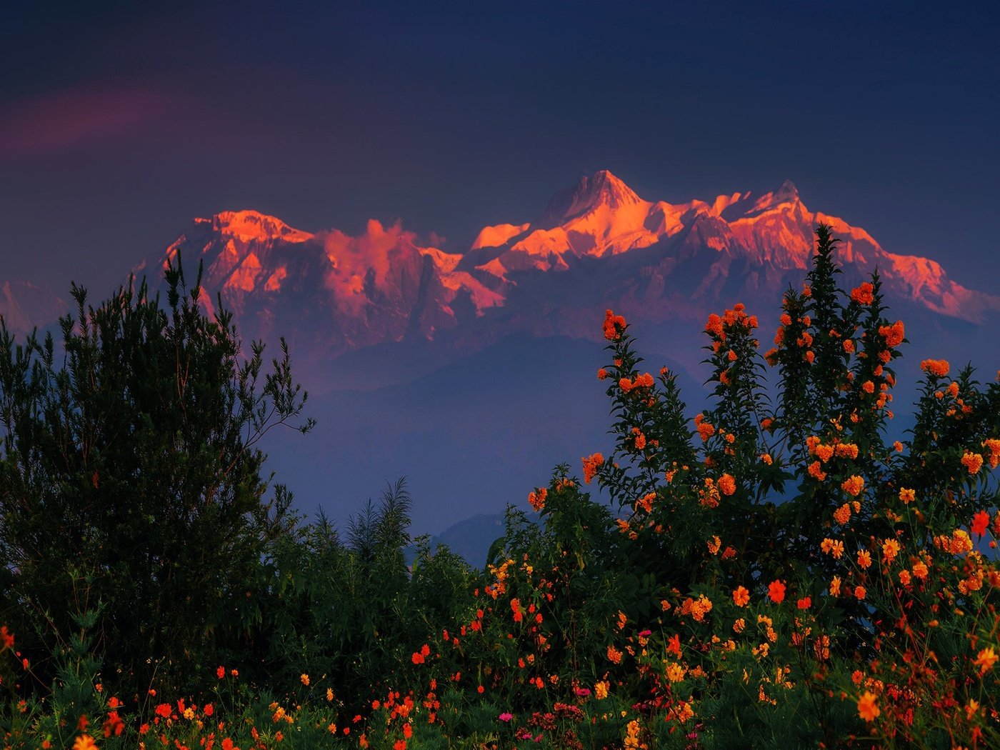 Обои цветы, горы, закат, кусты, гималаи, непал, flowers, mountains, sunset, the bushes, the himalayas, nepal разрешение 2048x1320 Загрузить