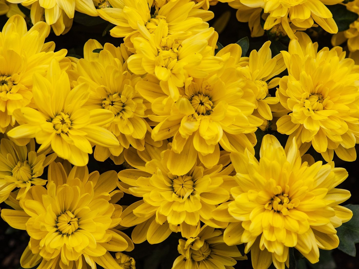 Обои цветы, сад, много, желтые, хризантемы, flowers, garden, a lot, yellow, chrysanthemum разрешение 3008x2008 Загрузить