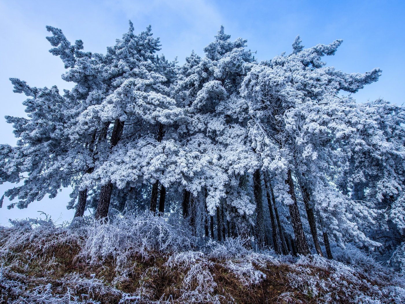 Обои деревья, снег, осень, trees, snow, autumn разрешение 3840x2160 Загрузить