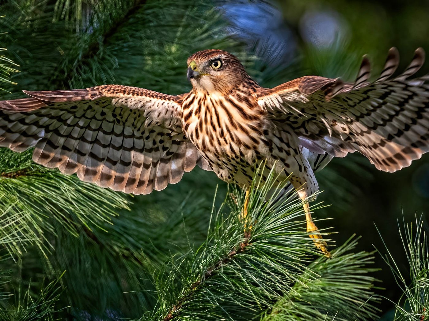 Обои хвоя, ветки, птица, сокол, боке, размах крыльев, needles, branches, bird, falcon, bokeh, wingspan разрешение 2000x1125 Загрузить